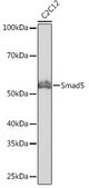 Anti- Smad5 antibody produced in rabbit