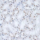 Anti- HMGB1 antibody produced in rabbit