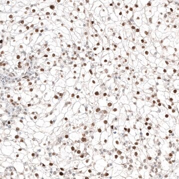 Anti-TFE3 antibody produced in mouse Prestige Antibodies® Powered by Atlas Antibodies, clone CL12810, purified by using Protein A, buffered aqueous glycerol solution