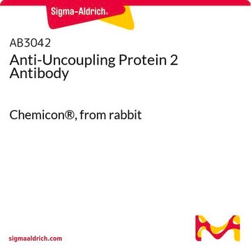 Anti-Uncoupling Protein 2 Antibody Chemicon®, from rabbit