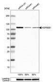 Anti-HSP90B1 antibody produced in rabbit Prestige Antibodies® Powered by Atlas Antibodies, affinity isolated antibody, buffered aqueous glycerol solution