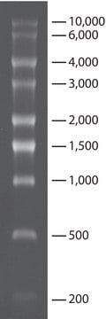 转录 RNA 分子量标记 0.2-10 kb for RNA electrophoresis