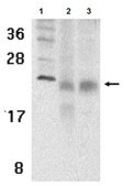 Anti-BAFF receptor Antibody from rabbit, purified by affinity chromatography