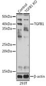 Anti- TGFB1 antibody produced in rabbit