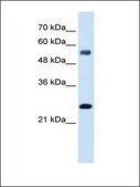 Anti-SMAD1 (AB2) antibody produced in rabbit IgG fraction of antiserum