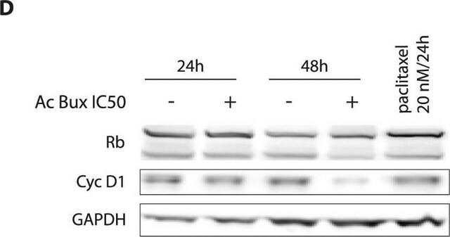抗-GAPDH抗体，小鼠单克隆 小鼠抗 clone GAPDH-71.1, purified from hybridoma cell culture
