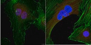Anti-CLOCK from guinea pig