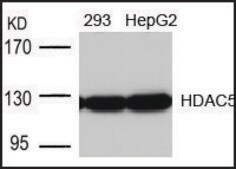 Anti-HDAC5 (Ab-498) antibody produced in rabbit affinity isolated antibody