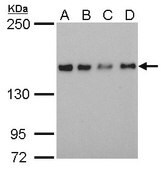 Monoclonal Anti-SAFB antibody produced in mouse