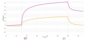 Anti-RAP1A Antibody, clone 1K15 ZooMAb® Rabbit Monoclonal recombinant, expressed in HEK 293 cells