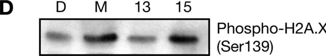 Anti-phospho-Histone H2A.X (Ser139) Antibody, clone JBW301 clone JBW301, Upstate&#174;, from mouse