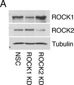 抗-α-微管蛋白抗体，小鼠单克隆 clone DM1A, purified from hybridoma cell culture