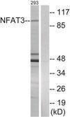 Anti-NFAT3 antibody produced in rabbit affinity isolated antibody