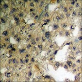 Anti-phospho-HER3 (pTyr1222) antibody produced in rabbit affinity isolated antibody