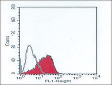 Monoclonal Anti-PLEKHA7 antibody produced in mouse clone PLK7, purified from hybridoma cell culture