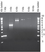 JumpStart™ Taq DNA聚合酶 with MgCl2