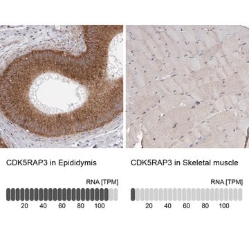 Anti-CDK5RAP3 antibody produced in rabbit Prestige Antibodies® Powered by Atlas Antibodies, affinity isolated antibody, buffered aqueous glycerol solution