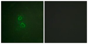 Anti-CD227 antibody produced in rabbit affinity isolated antibody