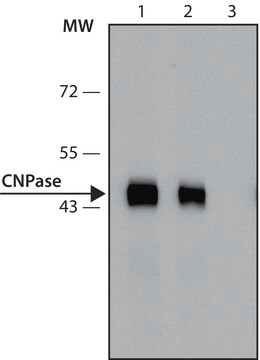 Anti-CNPase antibody, Mouse monoclonal clone 11-5B, purified from hybridoma cell culture