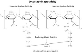 Lysostaphin from Staphylococcus staphylolyticus free of DNA contaminants, suitable for Microbiome research, lyophilized powder, ≥500 units/mg protein