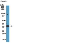 ChIPAb+ TATA Binding Protein (TBP) - ChIP Validated Antibody and Primer Set ascites fluid, from mouse
