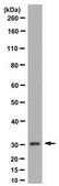 Anti-DARPP-32 Antibody, clone 9B6.1 clone 9B6.1, from mouse
