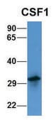 Anti-CSF1 antibody produced in rabbit affinity isolated antibody