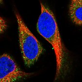 Anti-KCNG1 antibody produced in rabbit Prestige Antibodies® Powered by Atlas Antibodies, affinity isolated antibody, buffered aqueous glycerol solution