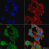 Monoclonal Anti-Lar/Ptprf - Apc antibody produced in mouse clone S165-38, purified immunoglobulin