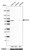 Anti-HSPA2 antibody produced in rabbit Prestige Antibodies® Powered by Atlas Antibodies, affinity isolated antibody, buffered aqueous glycerol solution