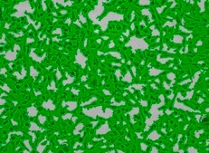 OSUMMER.6 Mouse NRAS-Mutant Melanoma Cell Line