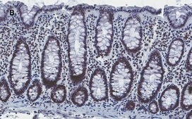 Anti-Histone H4 Antibody, clone 5J18, ZooMAb® Rabbit Monoclonal recombinant, expressed in HEK 293 cells