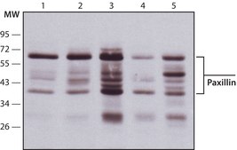 Monoclonal Anti-Paxillin antibody produced in mouse clone PXC-10, ascites fluid