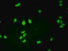 Monoclonal Anti-GTF2H1 antibody produced in mouse clone 1F12-1B5, purified immunoglobulin, buffered aqueous solution