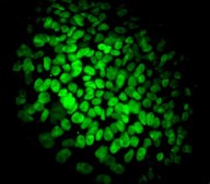 Fluorescent Human ES/iPS Cell Characterization Kit This Fluorescent Human ES/iPS Cell Characterization Kit contains a range of sensitive tools for the phenotypic assessment of the pluripotent status of human Embryonic stem &amp; induced pluripotent Stem cells.