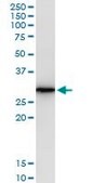 Monoclonal Anti-AREG antibody produced in mouse clone 3E4, purified immunoglobulin, buffered aqueous solution
