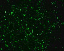 Human Cortical GABAergic Neurons Human iPSC line, Fully differentiated, Healthy Male Control (no known neurological disorders), Cryopreserved