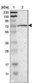 Anti-GPSM2 antibody produced in rabbit Prestige Antibodies® Powered by Atlas Antibodies, affinity isolated antibody, buffered aqueous glycerol solution
