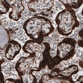 Monoclonal Anti-PDIA3 antibody produced in mouse Prestige Antibodies® Powered by Atlas Antibodies, clone CL2452, purified immunoglobulin, buffered aqueous glycerol solution