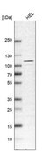 Anti-USP4 antibody produced in rabbit affinity isolated antibody, buffered aqueous glycerol solution