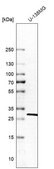 Anti-YWHAB antibody produced in rabbit Prestige Antibodies® Powered by Atlas Antibodies, affinity isolated antibody, buffered aqueous glycerol solution