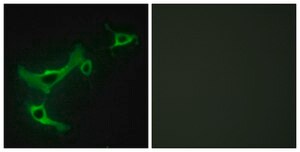 Anti-TRIM3 antibody produced in rabbit affinity isolated antibody