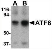 Anti-ATF6 (ab2) antibody produced in rabbit affinity isolated antibody, buffered aqueous solution