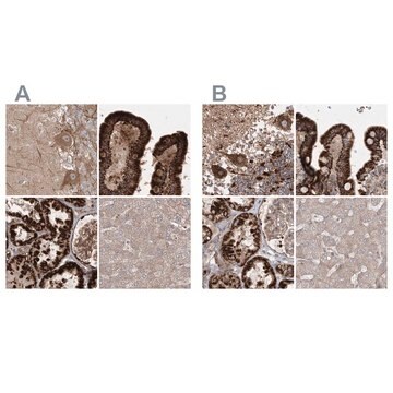 Anti-LRPPRC antibody produced in rabbit Prestige Antibodies® Powered by Atlas Antibodies, affinity isolated antibody, buffered aqueous glycerol solution