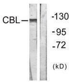 Anti-CBL antibody produced in rabbit affinity isolated antibody