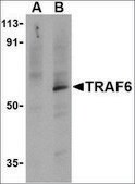 Anti-TRAF6 antibody produced in rabbit IgG fraction of antiserum, buffered aqueous solution