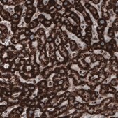 Monoclonal Anti-COX4I1 antibody produced in mouse Prestige Antibodies® Powered by Atlas Antibodies, clone CL3497, purified immunoglobulin, buffered aqueous glycerol solution