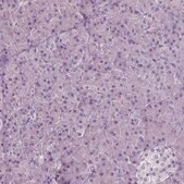 Monoclonal Anti-PLA2R1 antibody produced in mouse Prestige Antibodies® Powered by Atlas Antibodies, clone CL0485, purified immunoglobulin, buffered aqueous glycerol solution