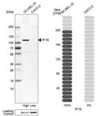 Anti-IFI16 antibody produced in rabbit Prestige Antibodies® Powered by Atlas Antibodies, affinity isolated antibody, buffered aqueous glycerol solution