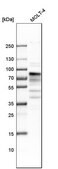 Anti-MSL2 antibody produced in rabbit Prestige Antibodies® Powered by Atlas Antibodies, affinity isolated antibody, buffered aqueous glycerol solution